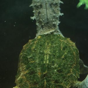 Matamata Jan. 16, 2016