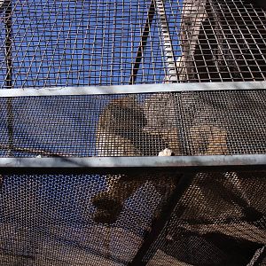 Mountain Lion Feb. 13, 2016