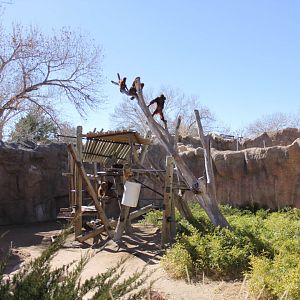 Orangutans Feb. 13, 2016