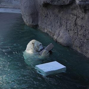 Polar Bear Feb. 13, 2016