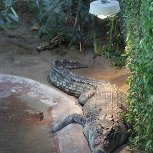 Saltwater Crocodile Jan. 16, 2016