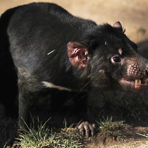 Tasmanian Devil Jan. 16, 2016