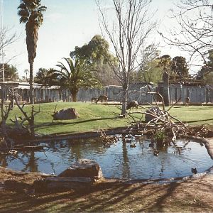 African Hoofstock 1990s