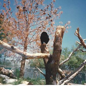 Andean Bear 1990s