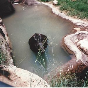 Baird’s Tapir 1990s