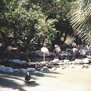 Chilean Flamingo 1990s