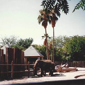 Elephants 1990s 002