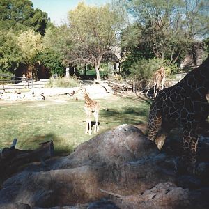 Giraffes 1990s 002