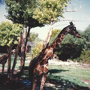 Giraffes 1990s 003