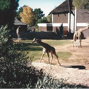 Giraffes 1990s