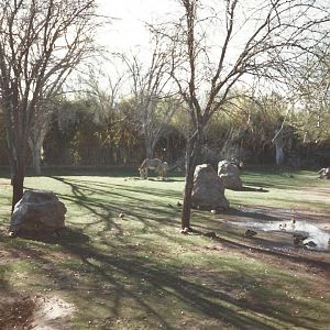 Grevy’s Zebra 1990s