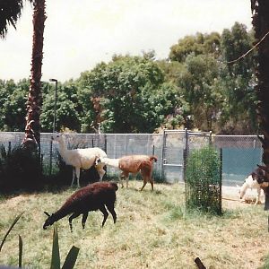 Guanaco Llamas 1990s