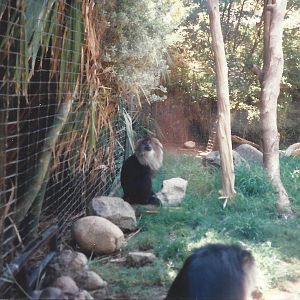 Lion-Tail Macaque 1990s
