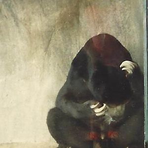 Malayan Sun Bear 1990s
