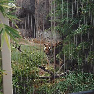 Malayan Tiger 1990s 002