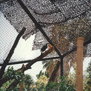 Orange-Billed Toco Toucan 1990s