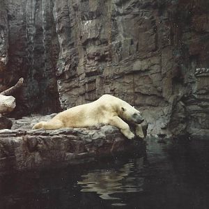 Polar Bear 1990s