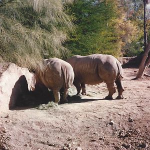 Southern White Rhino 1990s