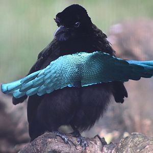 Superb Bird-of-paradise