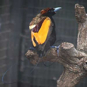 Magnificent Bird-of-paradise