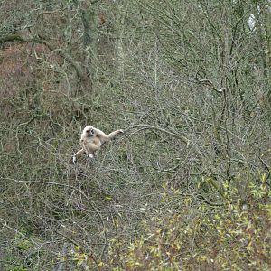 Lar gibbon, December 2017