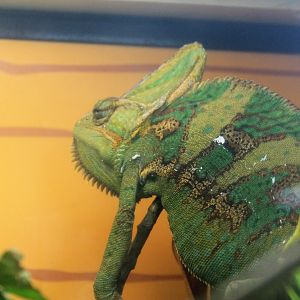 Veiled Chameleon (Chamaeleo calyptratus)