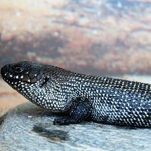 Cunningham's Skink (Egernia cunninghami)