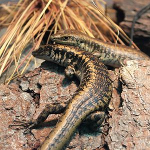Otago Skinks (Oligosoma otagense)