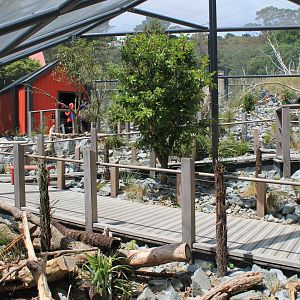 Walk-through Kea Aviary