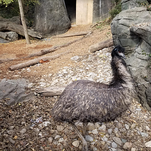 Dec. 2017 - Wildlife Canyon - Emu Exhibit
