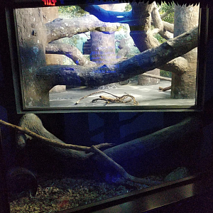 Dec. 2017 - Night Hunters - Screaming Armadillo + Clouded Leopard Exhibit (Lights On)