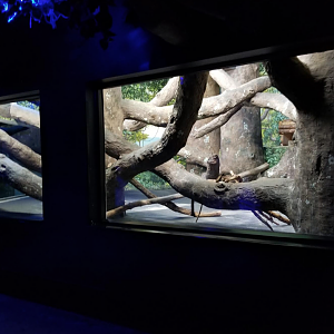 Dec. 2017 - Night Hunters - Clouded Leopard Exhibit (Lights On)