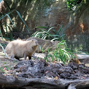 Capybaras