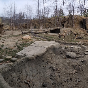 Dec. 2017 - Africa - Painted Dog Exhibit Pano