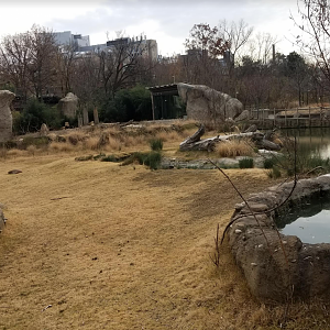 Dec. 2017 - Africa - Plains + Lion Exhibit