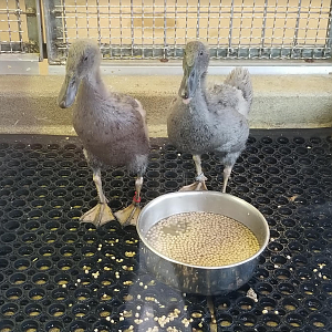 Dec. 2017 - Children's Zoo - Nursery - Blue Runner Ducks (New Species)