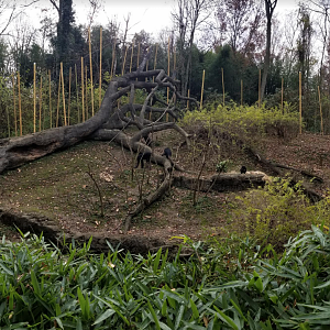 Dec. 2017 - Jungle Trails - Bonobo Exhibit Panorama