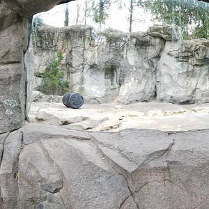 Dec. 2017 - Lords of the Arctic - Second Polar Bear Exhibit Panorama