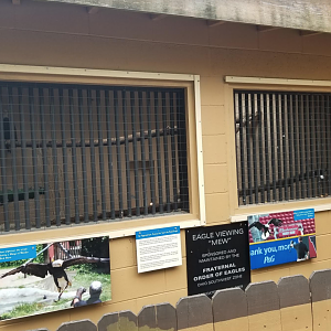 Dec. 2017 - Wings of Wonder - Bald Eagle Mew