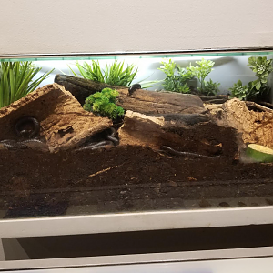 Dec. 2017 - World of the Insect - Giant African Millipede Exhibit