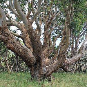 My favourite tree at the zoo