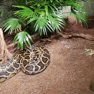Dec. 2017 - Manatee Springs - Burmese Python Exhibit