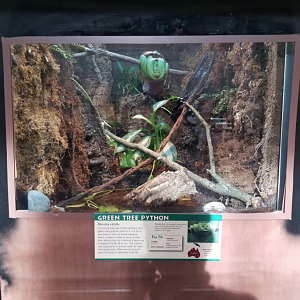 Dec. 2017 - Reptile House - Newly Renovated Green Tree Python Exhibit