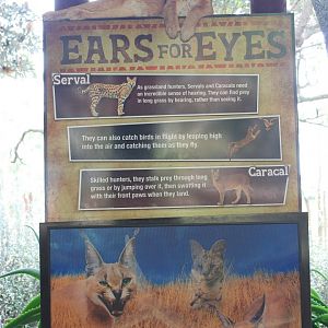 Caracal/Serval signage