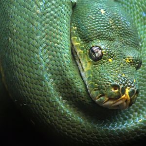 Dec. 2017 - Reptile House - Green Tree Python