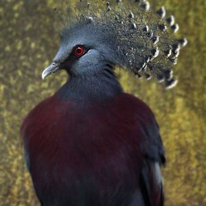 Dec. 2017 - World Of The Insect - Victoria Crowned Pigeon