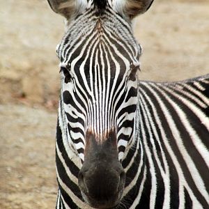 Dec. 2017 - Rhino Reserve - Plains Zebra
