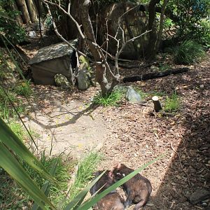 Tasmanian Devil enclosure