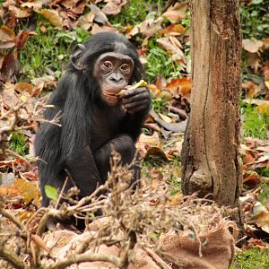 Dec. 2017 - Jungle Trails - Bonobo