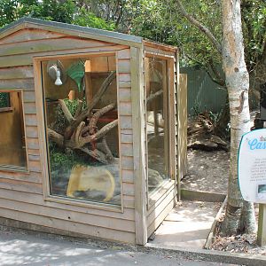 Eastern Water Dragon enclosure